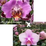 Phalaenopsis Fangmei Black Piano x Miki Sakura '1327'