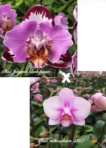 Phalaenopsis Fangmei Black Piano x Miki Sakura '1327'