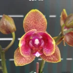 Phalaenopsis Sogo Lawrence '2 Eyes'