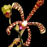 Arachnis Maggie Oci (variegata)