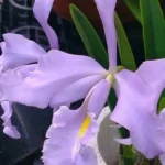 Cattleya Maxima var. coerulea 'Dennis'