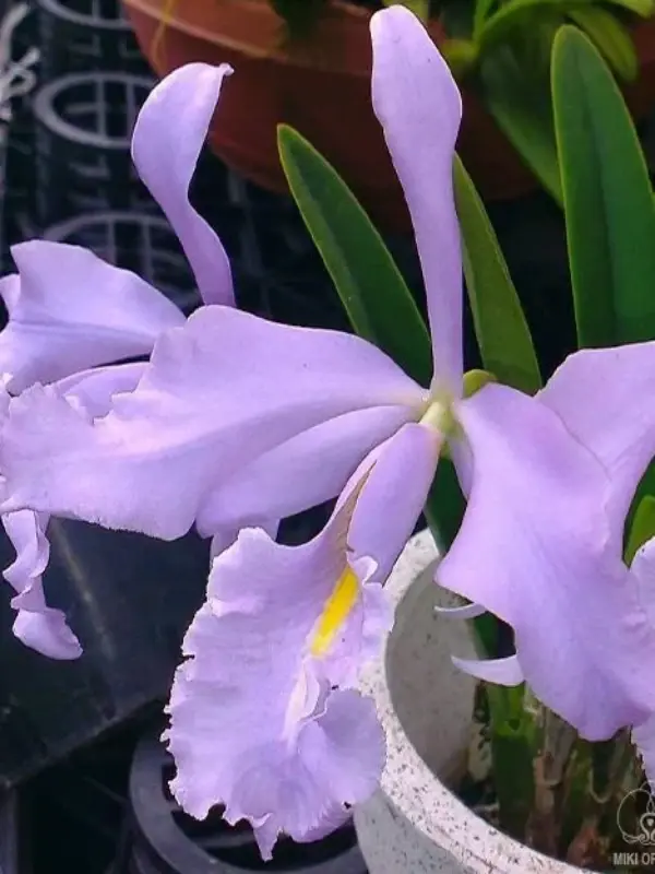 C. maxima var. coerulea 'Dennis' Cattleya Maxima var. coerulea 'Dennis' - Image 1
