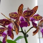 Cattleya Leopard Lou 'Satay'