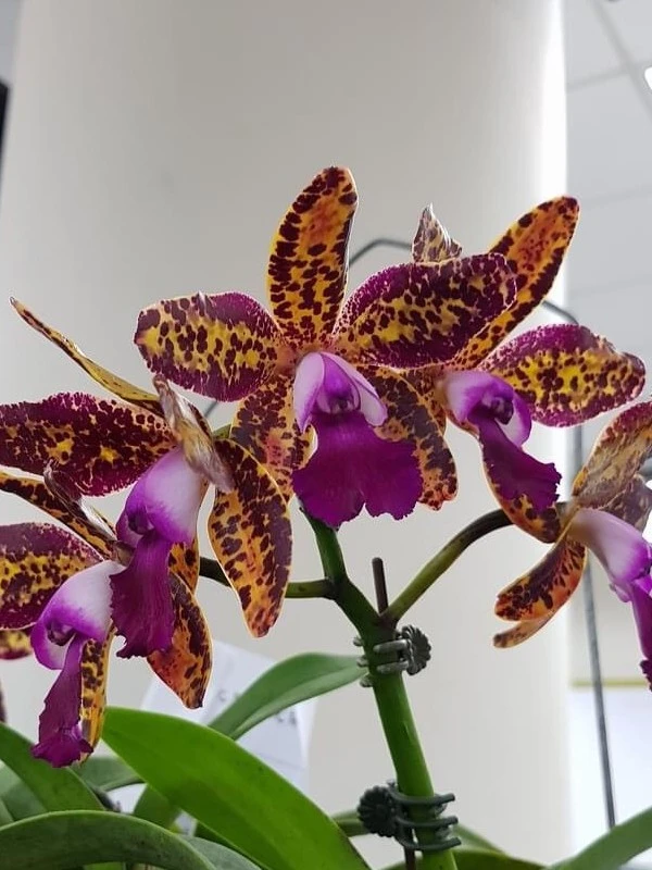 C_Leopard_Lou_'Satay' Cattleya Leopard Lou 'Satay' - Image 1