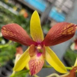 Dendrobium Alisun Summer