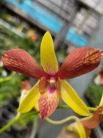 Dendrobium Alisun Summer