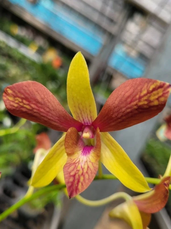 Den. Alisun Summer Dendrobium Alisun Summer - Image 1