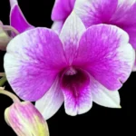 Dendrobium Arcadia Pixie