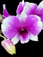 Dendrobium Arcadia Pixie