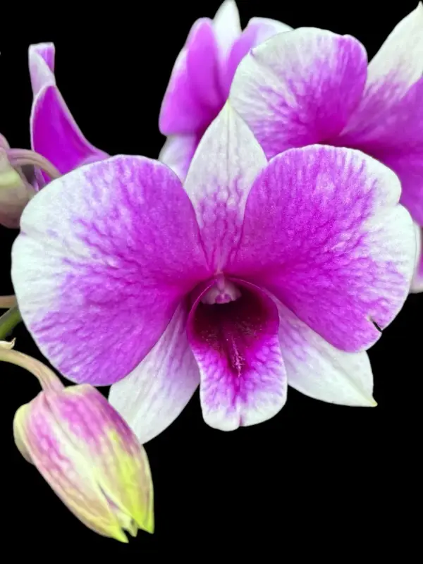 Den. Arcadia Pixie Dendrobium Arcadia Pixie - Image 1