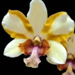 Dendrobium Dragon Eye