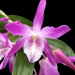 Dendrobium Rainbow Dance 'Akatsukinjan'