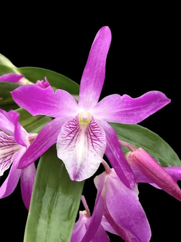 Den. Rainbow Dance 'Akatsukinjan' Dendrobium Rainbow Dance 'Akatsukinjan' - Image 1