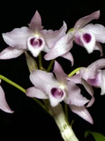 Dendrobium parishii var. coerulea x sib