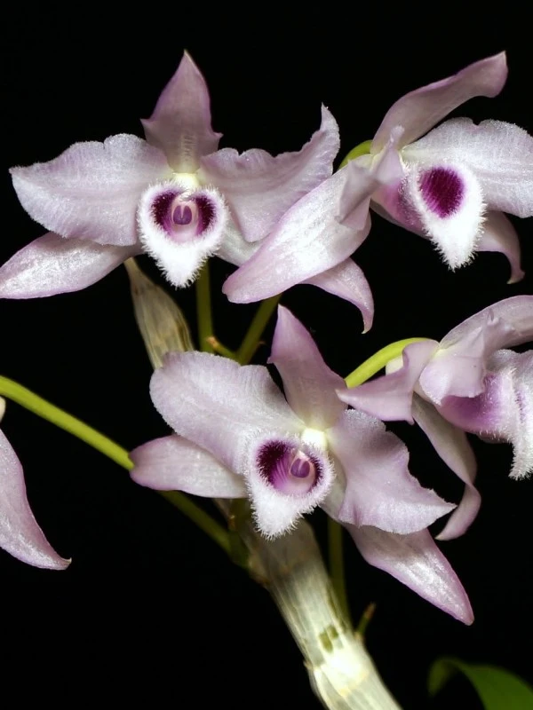 Den. parishii var. coerulea × sib Dendrobium parishii var. coerulea x sib - Image 1