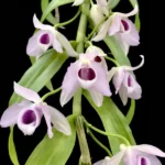 Dendrobium Super Nestor var coerulea