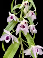 Dendrobium Super Nestor var coerulea