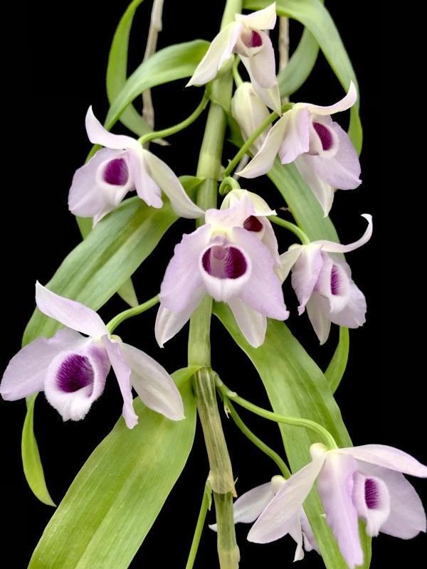 Den_Super_Nestor_Var._Coerulea Dendrobium Super Nestor var coerulea - Image 1