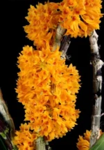 Dendrobium Bullenianum x sib