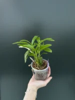 Dendrobium parishii var. coerulea x sib - Image 2