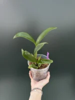 Rlc. Hua Young Gold 'Pretty' - Image 2