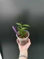 Dendrobium Bullenianum x sib - Image 2