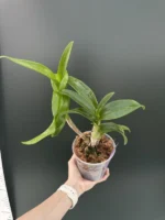Dendrobium Alisun Summer - Image 2