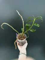 Dendrobium Super Nestor var coerulea - Image 2