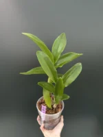 Dendrobium Dragon Eye - Image 2