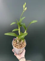 Dendrobium Arcadia Pixie - Image 2