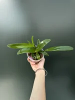 Rhyncattleanthe Fu Shu Glory 'Happy Holiday' - Image 2