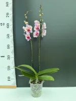 Phalaenopsis - NCK Zeya (peloric) - Image 2