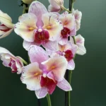 Phalaenopsis - NCK Zeya (peloric)