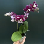 Phalaenopsis mini - Sweety