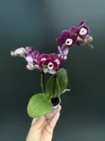 Phalaenopsis mini - Sweety