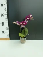 Phalaenopsis mini - Sweety - Image 2