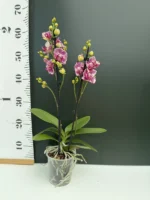 Phalaenopsis - OX Madonna (Peloric) - Image 2