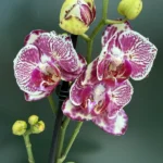 Phalaenopsis - OX Madonna (Peloric)