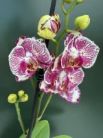 Phalaenopsis - OX Madonna (Peloric)