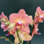 Phalaenonpsis - Eos Orange