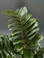 Zamioculcas - Zenzi