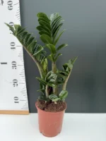 Zamioculcas - Zenzi - Image 2