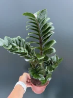 Zamioculcas - Zenzi - Image 3