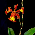 Psychopsis Mariposa 'Special'