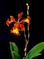 Psychopsis Mariposa 'Special'