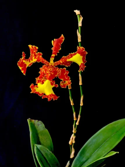 Psychopsis Mariposa Special &bull; Ελληνικές Ορχιδέες &bull; Μοναδικές ορχιδέες με στυλ και αρώματα!