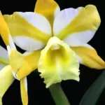 Rlc. Hua Young Gold 'Pretty'
