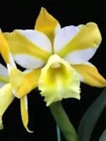 Rlc. Hua Young Gold 'Pretty'