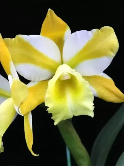 Rlc Hua Young Gold Pretty &bull; Ελληνικές Ορχιδέες &bull; Μοναδικές ορχιδέες με στυλ και αρώματα!