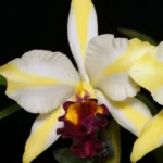 Rhyncattleanthe Fu Shu Glory 'Happy Holiday'